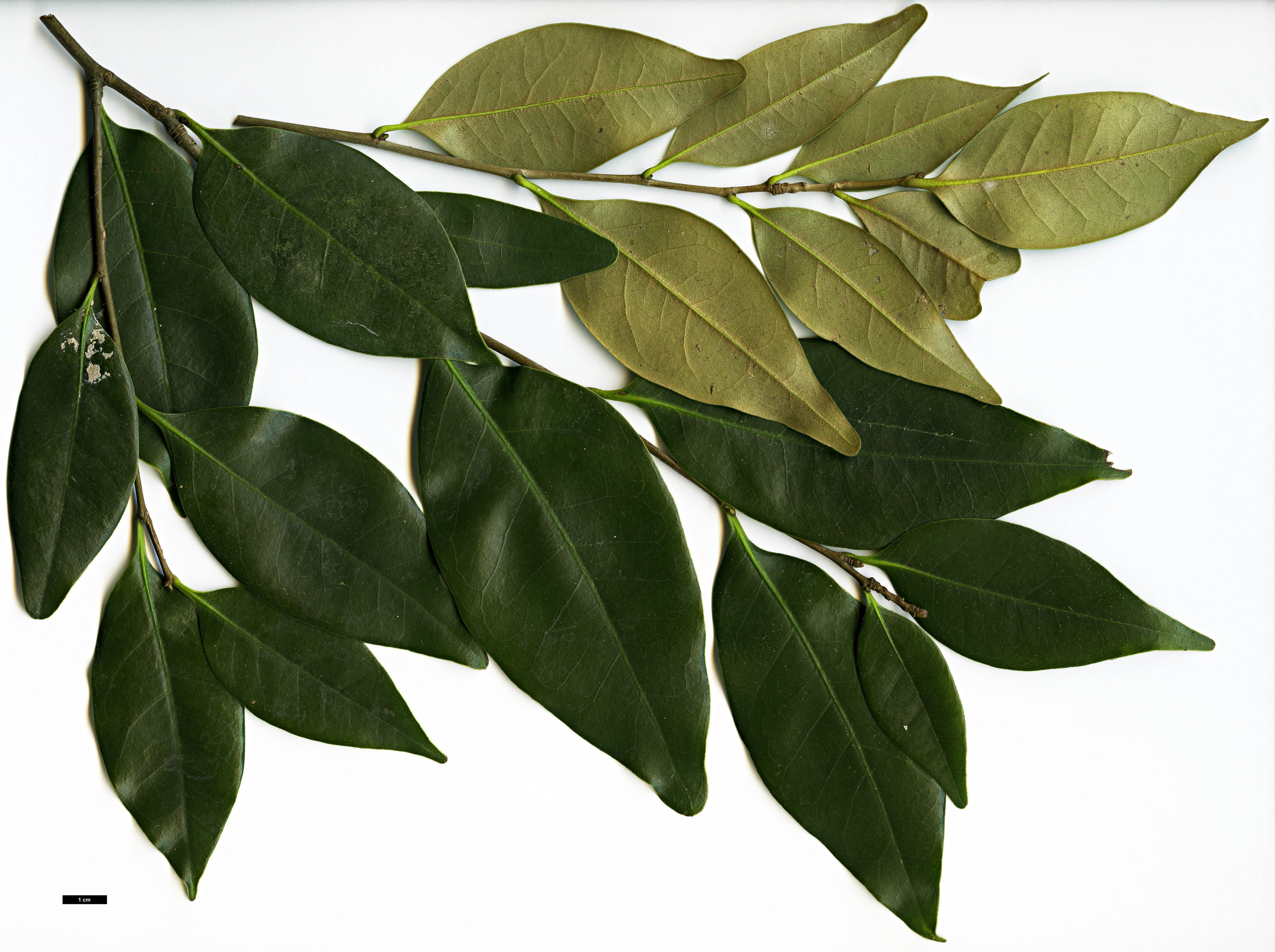 High resolution image: Family: Fagaceae - Genus: Castanopsis - Taxon: cuspidata 
